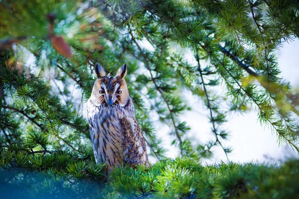 Orman Baykuş Çam Ağacı Kuş Uzun Kulaklı Baykuş Asio Otus — Stok fotoğraf