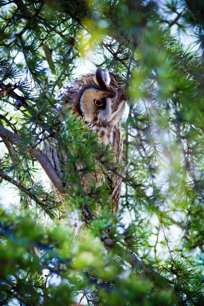 森とフクロウ松 長い耳のフクロウ アシオ オータス自然の背景 — ストック写真