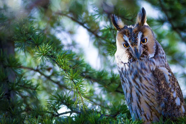 Forêt Hibou Pin Oiseau Hibou Des Marais Asio Otus Contexte — Photo