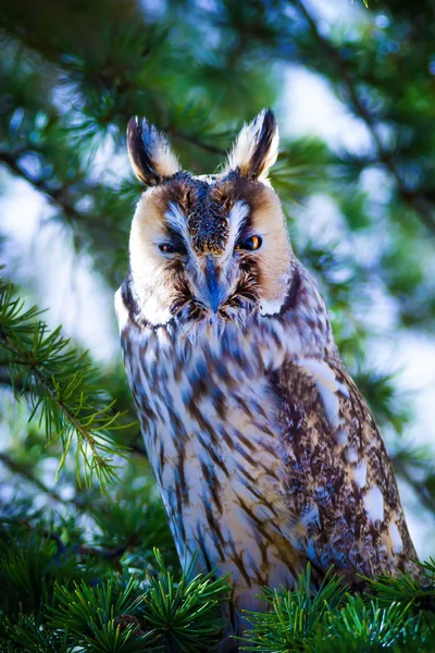 Forest Owl Pine Tree Bird Long Eared Owl Asio Otus — Stock Photo, Image