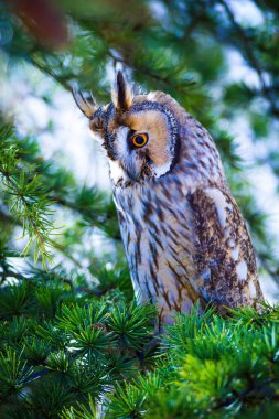Orman ve baykuş. Çam ağacı. Kuş: Uzun kulaklı baykuş. Asio otus. Doğa arka planı. 