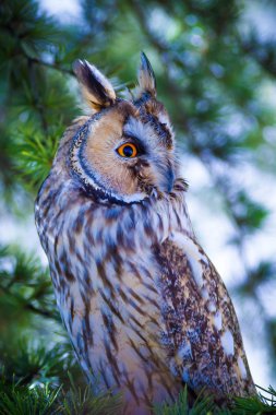 Orman ve baykuş. Çam ağacı. Kuş: Uzun kulaklı baykuş. Asio otus. Doğa arka planı. 