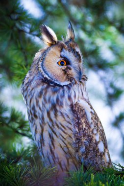 Orman ve baykuş. Çam ağacı. Kuş: Uzun kulaklı baykuş. Asio otus. Doğa arka planı. 