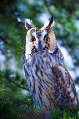 Orman ve baykuş. Çam ağacı. Kuş: Uzun kulaklı baykuş. Asio otus. Doğa arka planı. 