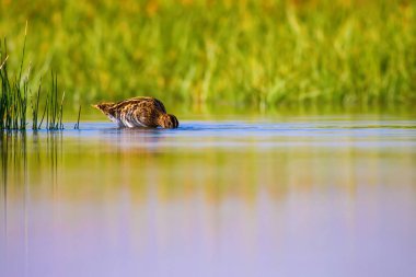 Sevimli su kuşu ve doğa. Yeşil, sarı doğa arka planı. Su yansıması. Kuş: Ortak Çulluk. Gallinago gallinago.