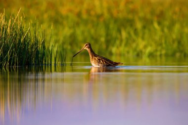 Cute water bird and nature. Green, yellow nature background. Water reflection. Bird: Common Snipe. Gallinago gallinago. clipart