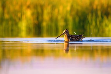 Sevimli su kuş ve doğa arka plan. Yeşil, sarı doğa arka planı. Su yansıması. Kuş: Ortak Çulluk. Gallinago gallinago.