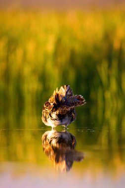 Sevimli su kuş ve doğa arka plan. Yeşil, sarı doğa arka planı. Su yansıması. Kuş: Ortak Çulluk. Gallinago gallinago.