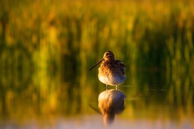 Sevimli su kuş ve doğa arka plan. Yeşil, sarı doğa arka planı. Su yansıması. Kuş: Ortak Çulluk. Gallinago gallinago.