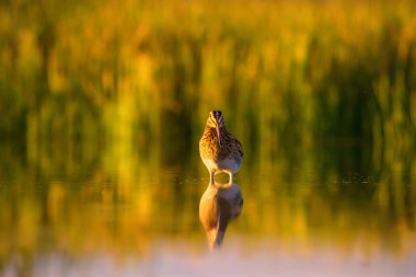 Sevimli su kuş ve doğa arka plan. Yeşil, sarı doğa arka planı. Su yansıması. Kuş: Ortak Çulluk. Gallinago gallinago.