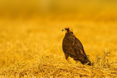 Yırtıcı kuş. Hawk. Sarı doğa basili. Kuş: Batı Bataklık Harrier.