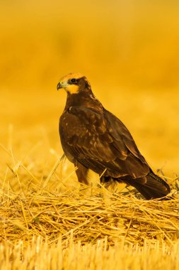 Yırtıcı kuş. Hawk. Sarı doğa basili. Kuş: Batı Bataklık Harrier.