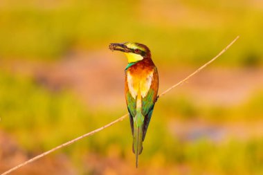 Renkli kuş. Doğa arka planı. Avrupa Arı yiyici. Merops apiaster.