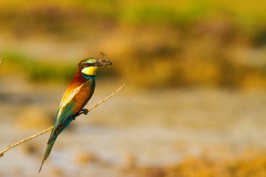 Renkli kuş. Doğa arka planı. Avrupa Arı yiyici. Merops apiaster.
