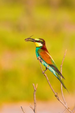 Renkli kuş. Doğa arka planı. Avrupa Arı yiyici. Merops apiaster.