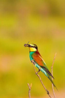Renkli kuş. Doğa arka planı. Avrupa Arı yiyici. Merops apiaster.