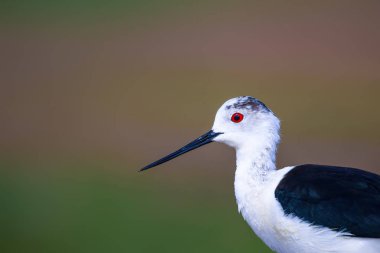 Sevimli su kuşu. Ortak su kuşları. Kuş; Siyah kanatlı Stilt. Himantopus himantopus. Renkli doğa arka plan.