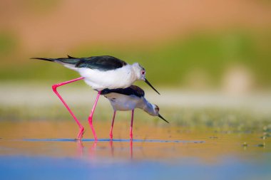 Sevimli kuş çiftliği. Ortak su kuşları. Kuş; Siyah kanatlı Stilt. Himantopus himantopus. Renkli doğa arka plan.