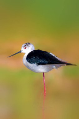 Sevimli su kuşu. Ortak su kuşları. Kuş; Siyah kanatlı Stilt. Himantopus himantopus. Renkli doğa arka plan.