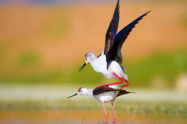 Sevimli su kuşu. Siyah kanatlı Stilt. Renkli doğa habitat arka plan. Siyah kanatlı Stilt Himantopus himantopus.