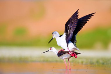 Sevimli su kuşu. Siyah kanatlı Stilt. Renkli doğa habitat arka plan. Siyah kanatlı Stilt Himantopus himantopus.