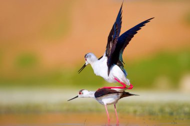 Sevimli su kuşu. Siyah kanatlı Stilt. Renkli doğa habitat arka plan. Siyah kanatlı Stilt Himantopus himantopus.