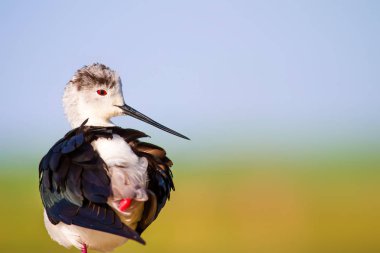 Sevimli su kuşu. Ortak su kuşları. Kuş; Siyah kanatlı Stilt. Himantopus himantopus. Renkli doğa arka plan.