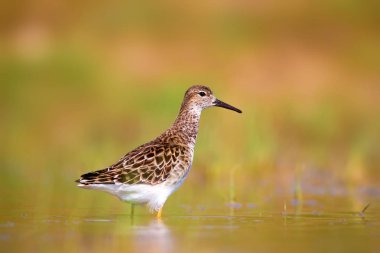 Renkli su kuşu. Ruff. Su doğa habitat arka plan. Kuş: Ruff. Philomachus pugnax.