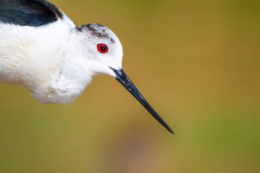 Sevimli su kuşu. Siyah kanatlı Stilt. Renkli doğa habitat arka plan. Siyah kanatlı Stilt Himantopus himantopus.