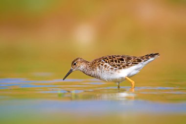 Renkli su kuşu. Ruff. Su doğa habitat arka plan. Kuş: Ruff. Philomachus pugnax.