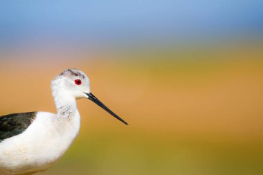 Sevimli su kuşu. Siyah kanatlı Stilt. Renkli doğa habitat arka plan. Siyah kanatlı Stilt Himantopus himantopus.