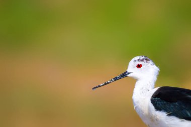 Sevimli su kuşu. Siyah kanatlı Stilt. Renkli doğa habitat arka plan. Siyah kanatlı Stilt Himantopus himantopus.