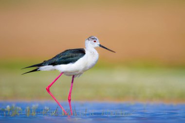 Sevimli su kuşu. Siyah kanatlı Stilt. Renkli doğa habitat arka plan. Siyah kanatlı Stilt Himantopus himantopus.