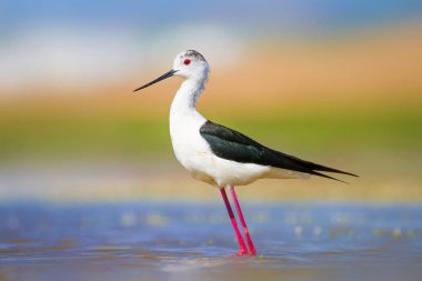Sevimli su kuşu. Siyah kanatlı Stilt. Renkli doğa habitat arka plan. Siyah kanatlı Stilt Himantopus himantopus.