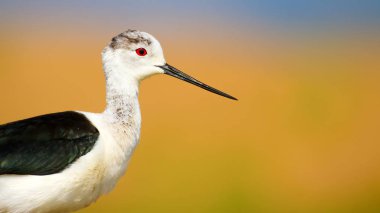 Sevimli su kuşu. Siyah kanatlı Stilt. Renkli doğa habitat arka plan. Siyah kanatlı Stilt Himantopus himantopus.