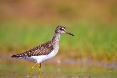 Su ve kuş. Sandpiper. Renkli doğa arka plan. Kuş: ahşap Sandpiper. Erkan efe.
