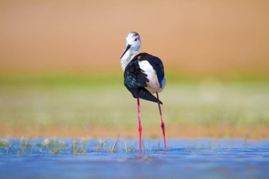 Sevimli su kuşu. Siyah kanatlı Stilt. Renkli doğa habitat arka plan. Siyah kanatlı Stilt Himantopus himantopus.