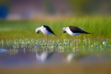 Sevimli kuş çiftliği. Ortak su kuşları. Kuş; Siyah kanatlı Stilt. Himantopus himantopus. Renkli doğa arka plan.