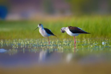 Sevimli kuş çiftliği. Ortak su kuşları. Kuş; Siyah kanatlı Stilt. Himantopus himantopus. Renkli doğa arka plan.