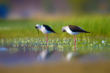 Sevimli kuş çiftliği. Ortak su kuşları. Kuş; Siyah kanatlı Stilt. Himantopus himantopus. Renkli doğa arka plan.
