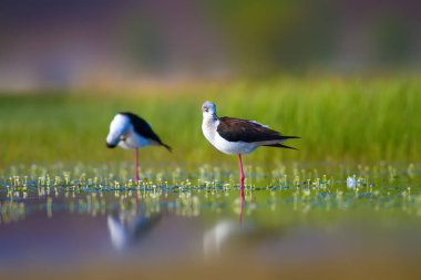 Sevimli kuş çiftliği. Ortak su kuşları. Kuş; Siyah kanatlı Stilt. Himantopus himantopus. Renkli doğa arka plan.