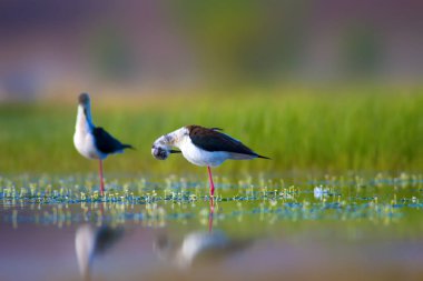 Sevimli kuş çiftliği. Ortak su kuşları. Kuş; Siyah kanatlı Stilt. Himantopus himantopus. Renkli doğa arka plan.