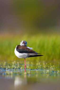 Sevimli su kuşu. Siyah kanatlı Stilt. Renkli doğa habitat arka plan. Siyah kanatlı Stilt Himantopus himantopus.