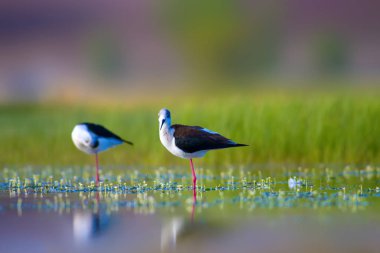 Sevimli kuş çiftliği. Ortak su kuşları. Kuş; Siyah kanatlı Stilt. Himantopus himantopus. Renkli doğa arka plan.