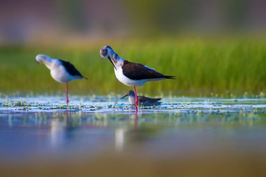 Sevimli kuş çiftliği. Ortak su kuşları. Kuş; Siyah kanatlı Stilt. Himantopus himantopus. Renkli doğa arka plan.