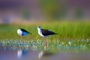 Sevimli kuş çiftliği. Ortak su kuşları. Kuş; Siyah kanatlı Stilt. Himantopus himantopus. Renkli doğa arka plan.