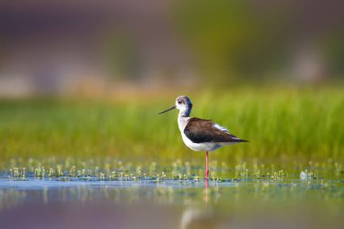 Sevimli su kuşu. Siyah kanatlı Stilt. Renkli doğa habitat arka plan. Siyah kanatlı Stilt Himantopus himantopus.