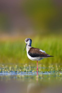 Sevimli su kuşu. Siyah kanatlı Stilt. Renkli doğa habitat arka plan. Siyah kanatlı Stilt Himantopus himantopus.