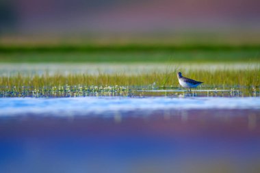Sevimli su kuşu. Ortak su kuşları. Kuş; Siyah kanatlı Stilt. Himantopus himantopus. Renkli doğa arka plan.