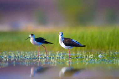 Sevimli su kuşu. Siyah kanatlı Stilt. Renkli doğa habitat arka plan. Siyah kanatlı Stilt Himantopus himantopus.